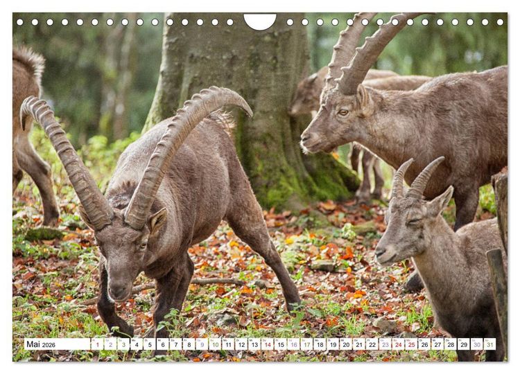 Produktbild: Steinb&ouml;cke - imposante Tiere (Wandkalender 2026 DIN A4 quer), CALVENDO Monatskalender