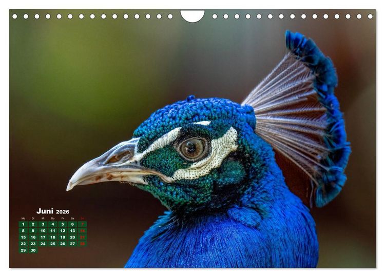 Produktbild: Tropische V&ouml;gel Costa Ricas (Wandkalender 2026 DIN A4 quer), CALVENDO Monatskalender