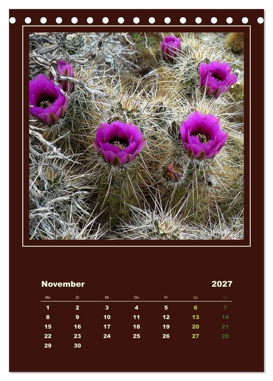 Produktbild: Wilde Kakteen Amerikas (Tischkalender 2027 DIN A5 hoch), CALVENDO Monatskalender