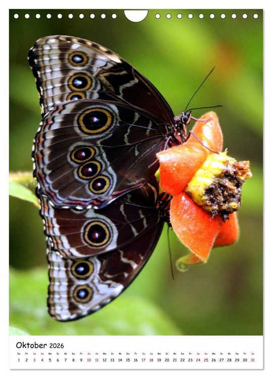 Produktbild: Costa Rica - Fauna & Flora (Wandkalender 2026 DIN A4 hoch), CALVENDO Monatskalender