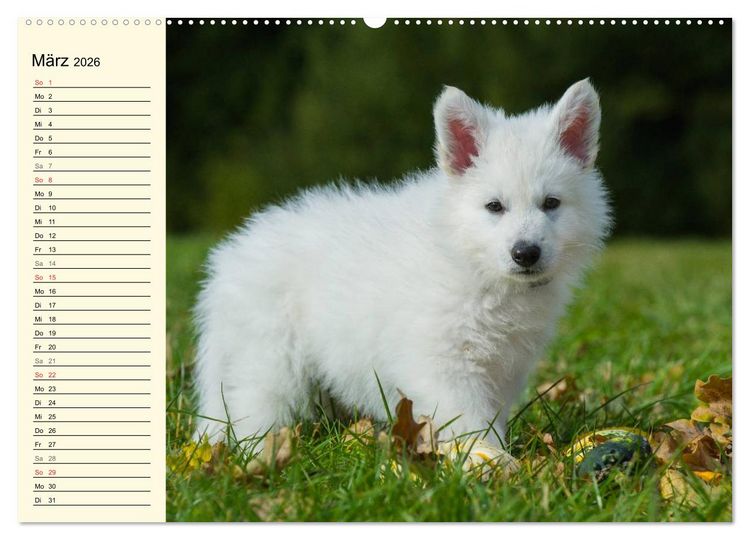 Produktbild: Wei&szlig;er Schweizer Sch&auml;ferhund - Ein Tag im Leben einer Hundefamilie (hochwertiger Premium Wandkalender 2026 DIN A2 quer), Kunstdruck in Hochglanz