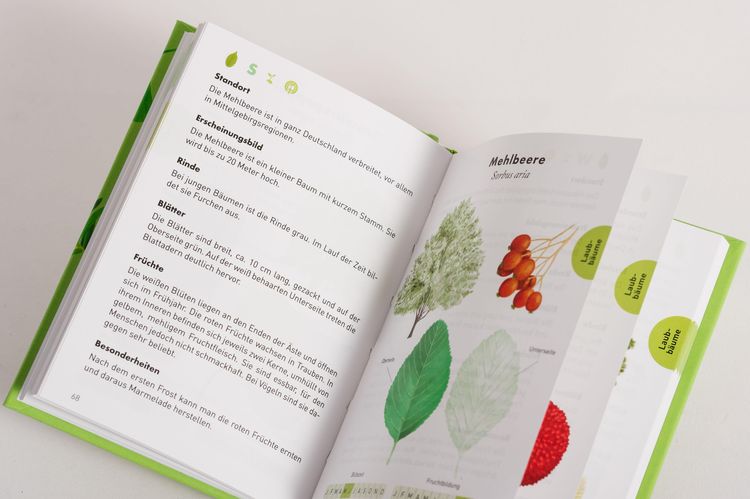 Produktbild: Anaconda Taschenf&uuml;hrer B&auml;ume. 70 Arten entdecken und bestimmen -