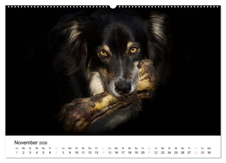 Produktbild: Australian Shepherd - Traum auf vier Pfoten (Wandkalender 2026 DIN A2 quer), CALVENDO Monatskalender
