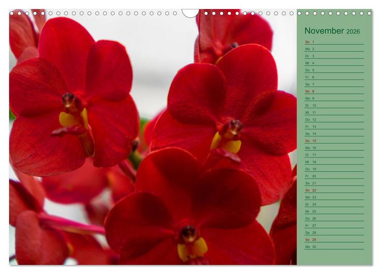 Produktbild: Farbzauber Natur Orchideen - CH Version (Wandkalender 2026 DIN A3 quer), CALVENDO Monatskalender