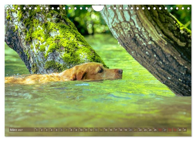 Produktbild: Labradore im Wasser (Wandkalender 2027 DIN A4 quer), CALVENDO Monatskalender