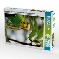 Produktbild: CALVENDO Puzzle Wellensittich - gl&uuml;ckliche Wellihenne bei der Nahrungsaufnahme! | 2000 Teile Lege-Gr&ouml;&szlig;e 90x67cm Foto-Puzzle f&uuml;r gl&uuml;ckliche Stunden