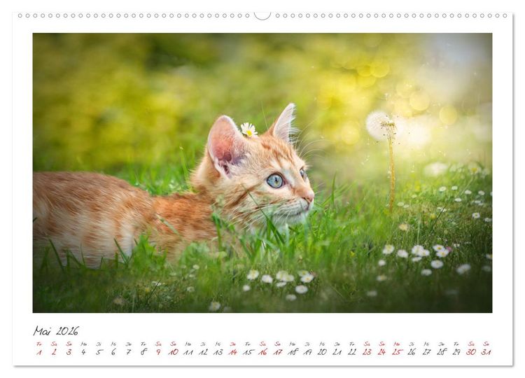 Produktbild: Zauberhafte rote K&auml;tzchen (hochwertiger Premium Wandkalender 2026 DIN A2 quer), Kunstdruck in Hochglanz