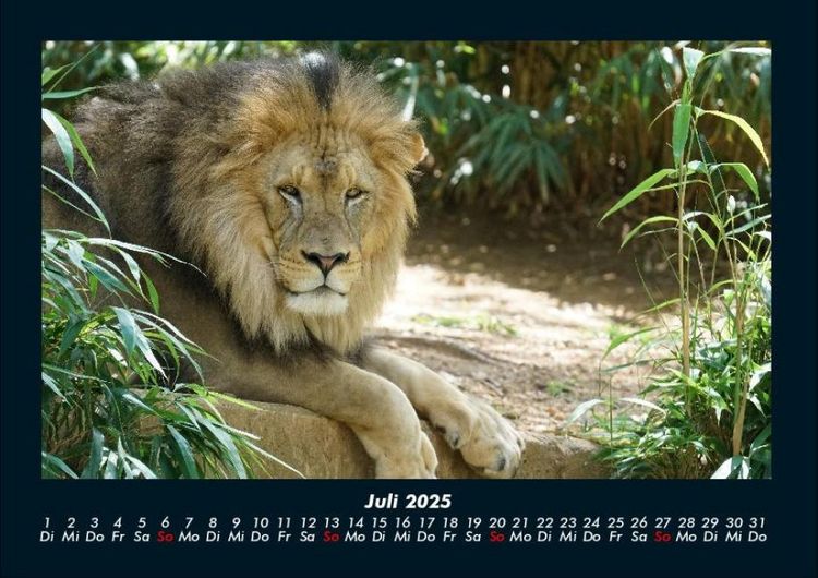 Produktbild: L&ouml;wen in der Wildnis 2025 Fotokalender DIN A4