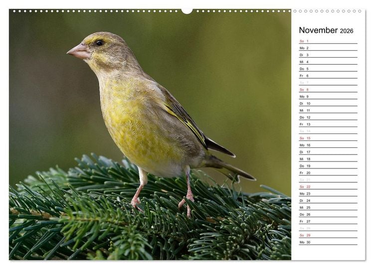Produktbild: Unsere heimischen Gartenv&ouml;gel (Wandkalender 2026 DIN A2 quer), CALVENDO Monatskalender
