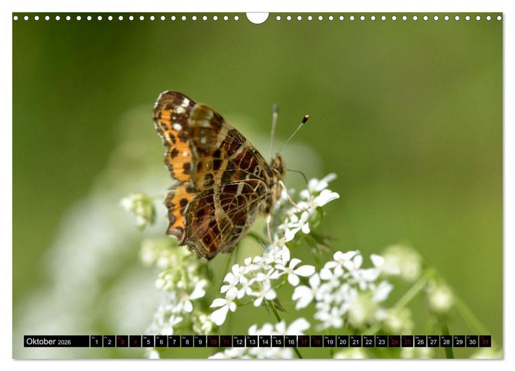 Produktbild: Insekten-Sommer (Wandkalender 2026 DIN A3 quer), CALVENDO Monatskalender