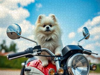 Produktbild: CALVENDO Puzzle Wei&szlig;er Pomeranian | 1000 Teile Lege-Gr&ouml;&szlig;e 64x48cm Foto-Puzzle f&uuml;r gl&uuml;ckliche Stunden