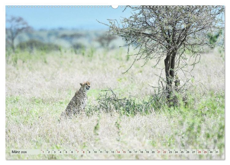 Produktbild: Geparden - schnelle J&auml;ger (hochwertiger Premium Wandkalender 2026 DIN A2 quer), Kunstdruck in Hochglanz