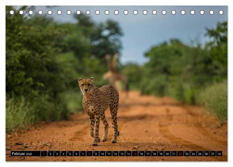 Produktbild: Afrikas wilde Tiere (Tischkalender 2026 DIN A5 quer), CALVENDO Monatskalender