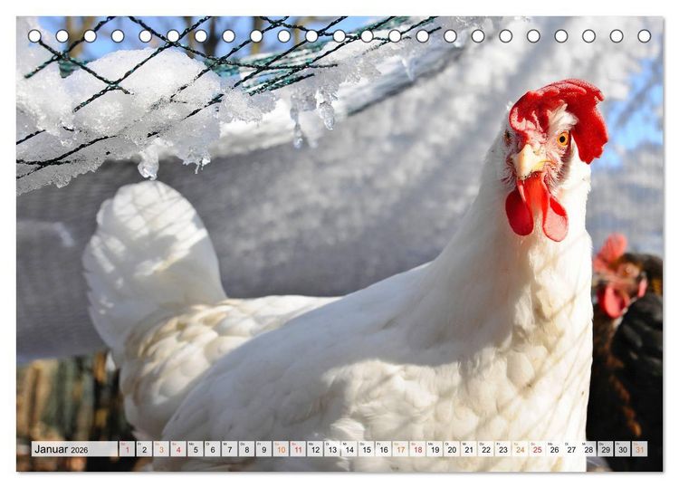 Produktbild: Stadth&uuml;hner (Tischkalender 2026 DIN A5 quer), CALVENDO Monatskalender