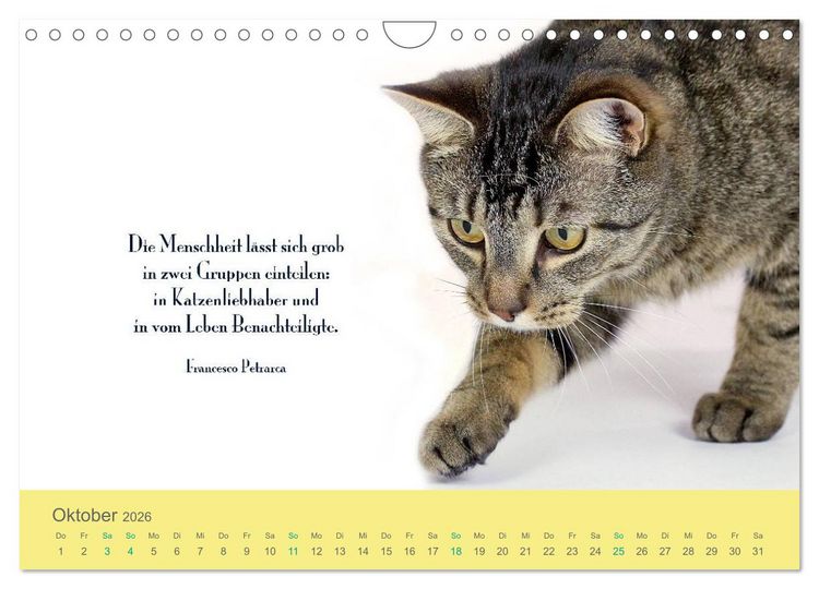 Produktbild: Katzenzitate 2026 (Wandkalender 2026 DIN A4 quer), CALVENDO Monatskalender