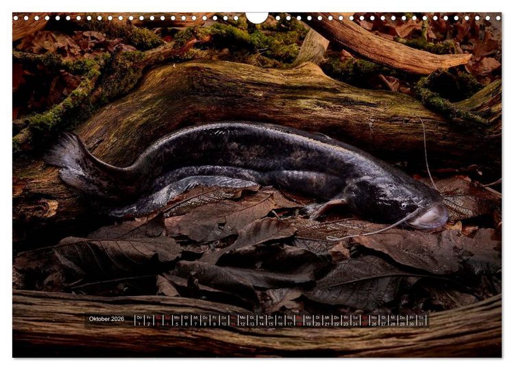 Produktbild: UNSER FISCH. S&Uuml;&szlig;WASSER. (Wandkalender 2026 DIN A3 quer), CALVENDO Monatskalender