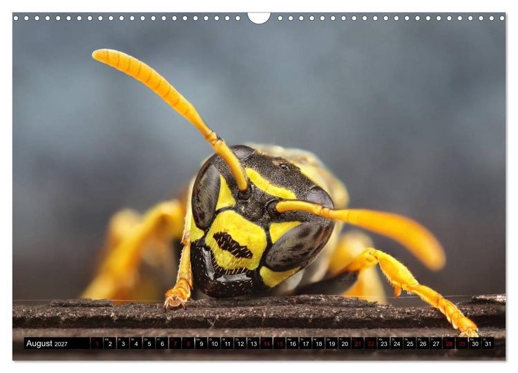 Produktbild: Faszination Makrofotografie: Wespen und Bienen (Wandkalender 2027 DIN A3 quer), CALVENDO Monatskalender