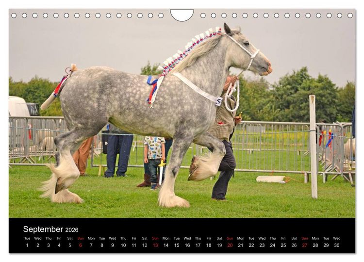 Produktbild: BIG BOLD AND BEAUTIFUL (Wall Calendar 2026 DIN A4 landscape), CALVENDO 12 Month Wall Calendar