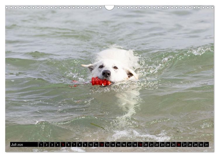 Produktbild: Berger Blanc Suisse - Weggef&auml;hrten auf 4 Pfoten (Wandkalender 2026 DIN A3 quer), CALVENDO Monatskalender