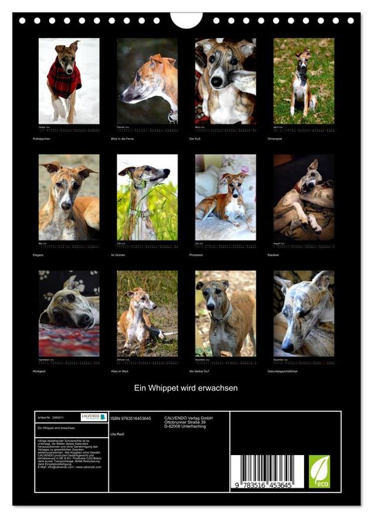 Produktbild: Ein Whippet wird erwachsen (Wandkalender 2026 DIN A4 hoch), CALVENDO Monatskalender