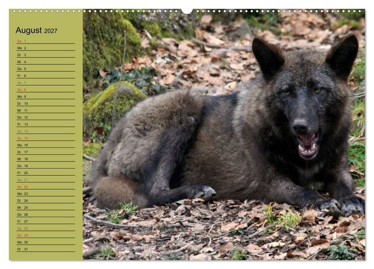 Produktbild: Im Rudel Zuhause - Der Wolf (hochwertiger Premium Wandkalender 2027 DIN A2 quer), Kunstdruck in Hochglanz