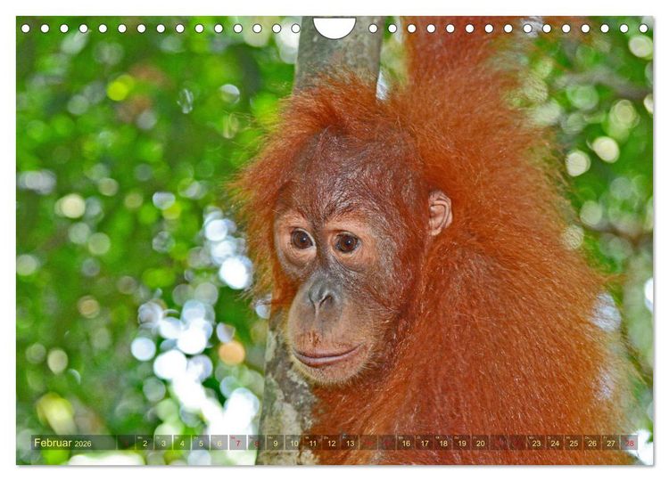 Produktbild: Orang Utans Sumatras Waldmenschen (Wandkalender 2026 DIN A4 quer), CALVENDO Monatskalender