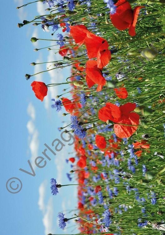 Produktbild: Staunen &uuml;ber die Sch&ouml;pfung &ndash; 40 Gebetskarten mit Naturfotografien