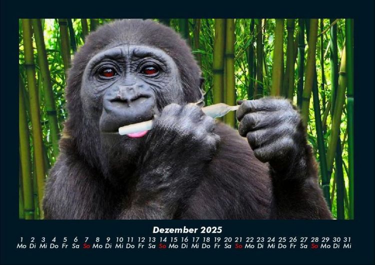 Produktbild: Welt der Affen 2025 Fotokalender DIN A4