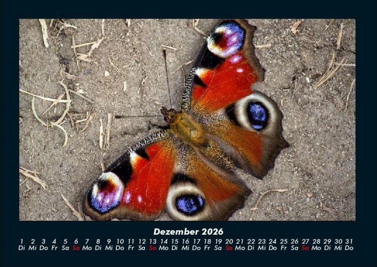 Produktbild: Bunte Pracht der Schmetterlinge 2026 Fotokalender DIN A4