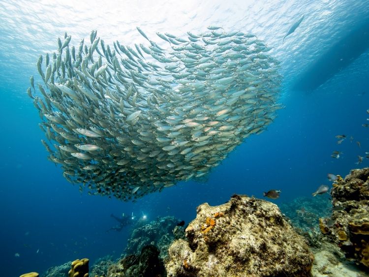 Produktbild: CALVENDO Puzzle Fischball - Playa Piskado - Cura&ccedil;ao | 1000 Teile Lege-Gr&ouml;&szlig;e 64x48cm Foto-Puzzle f&uuml;r gl&uuml;ckliche Stunden
