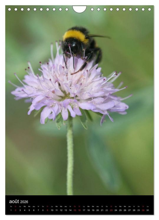 Produktbild: Les abeilles et bourdons de Provence (Calendrier mural 2026 DIN A4 horizontal), CALVENDO calendrier mensuel
