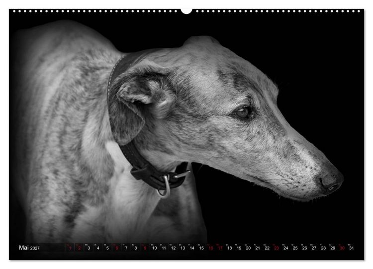Produktbild: Galgo Espa&ntilde;ol - der spanische Windhund 2027 (Wandkalender 2027 DIN A2 quer), CALVENDO Monatskalender