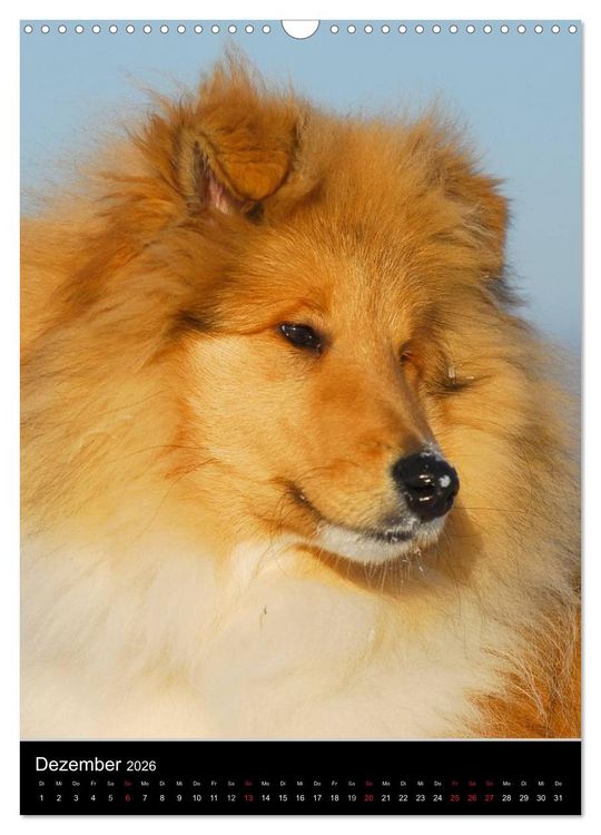 Produktbild: Collie 2026 (Wandkalender 2026 DIN A3 hoch), CALVENDO Monatskalender