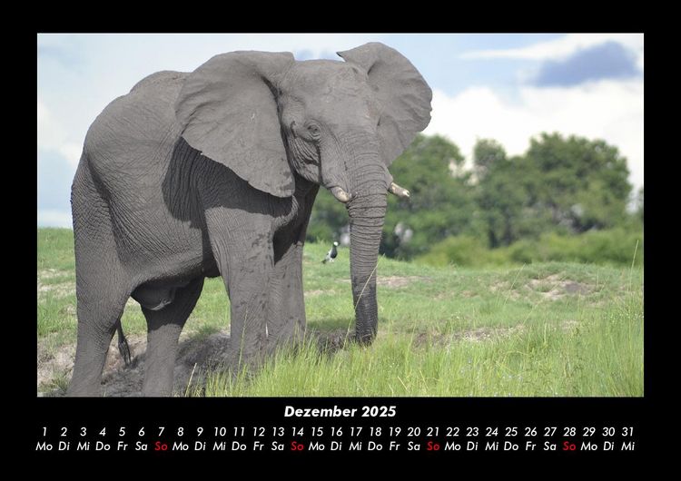 Produktbild: Tiere in der Wildnis 2025 Fotokalender DIN A3
