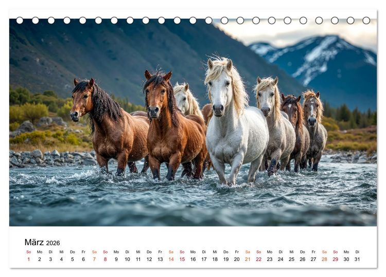 Produktbild: Islandpferde - Freiheit im Blick (Tischkalender 2026 DIN A5 quer), CALVENDO Monatskalender