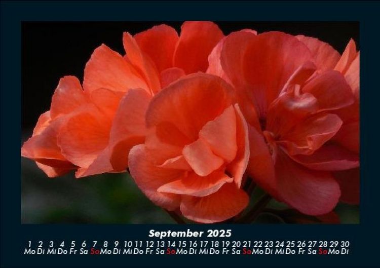 Produktbild: Blumenzauber 2025 Fotokalender DIN A5