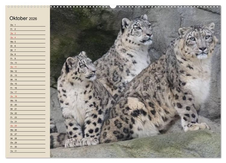 Produktbild: Schneeleoparden. Geschmeidige Gebirgsj&auml;ger (hochwertiger Premium Wandkalender 2026 DIN A2 quer), Kunstdruck in Hochglanz