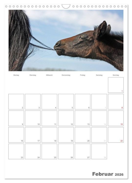 Produktbild: Fohlen und Jungpferde (Wandkalender 2026 DIN A3 hoch), CALVENDO Monatskalender