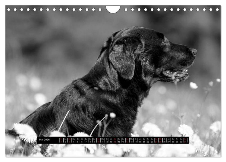 Produktbild: Flatcoated Retriever Black Edition (Wandkalender 2026 DIN A4 quer), CALVENDO Monatskalender