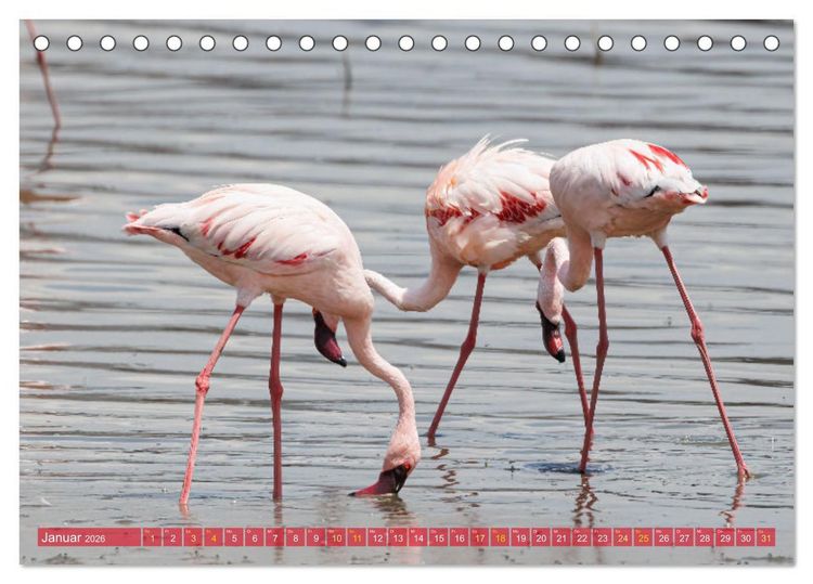 Produktbild: Flamingos am Lake Bogoria - Kenia (Tischkalender 2026 DIN A5 quer), CALVENDO Monatskalender