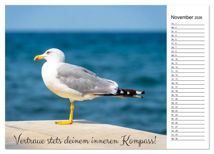 Produktbild: Lebensweisheiten der M&ouml;we - Im Flug des Lebens (Wandkalender 2026 DIN A3 quer), CALVENDO Monatskalender