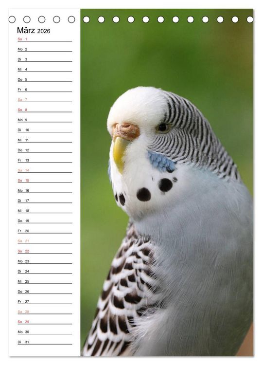 Produktbild: WELLENSITTICHE - S&uuml;&szlig;e Wellis (Tischkalender 2026 DIN A5 hoch), CALVENDO Monatskalender
