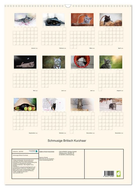 Produktbild: Schmusige Britisch Kurzhaar (Wandkalender 2026 DIN A2 hoch), CALVENDO Monatskalender