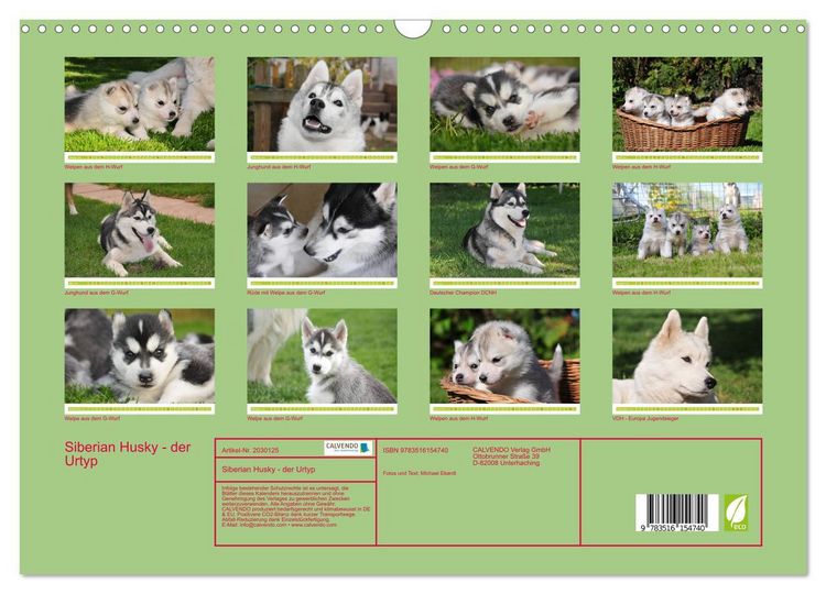 Produktbild: Siberian Husky - der Urtyp (Wandkalender 2026 DIN A3 quer), CALVENDO Monatskalender