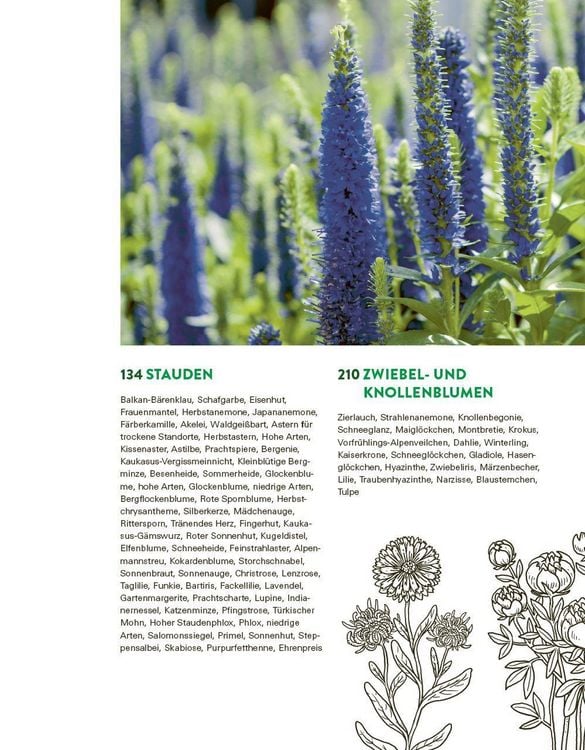 Produktbild: Das gro&szlig;e Buch der Stauden und Sommerblumen