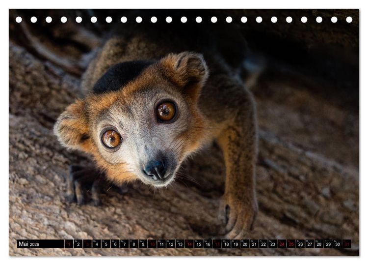 Produktbild: Madagaskar - Impressionen von Rolf Dietz (Tischkalender 2026 DIN A5 quer), CALVENDO Monatskalender