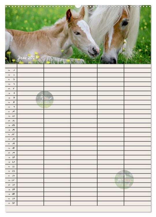 Produktbild: Haflinger Pferde - Stall- und Familienplaner 2026 (hochwertiger Premium Wandkalender 2026 DIN A2 hoch), Kunstdruck in Hochglanz