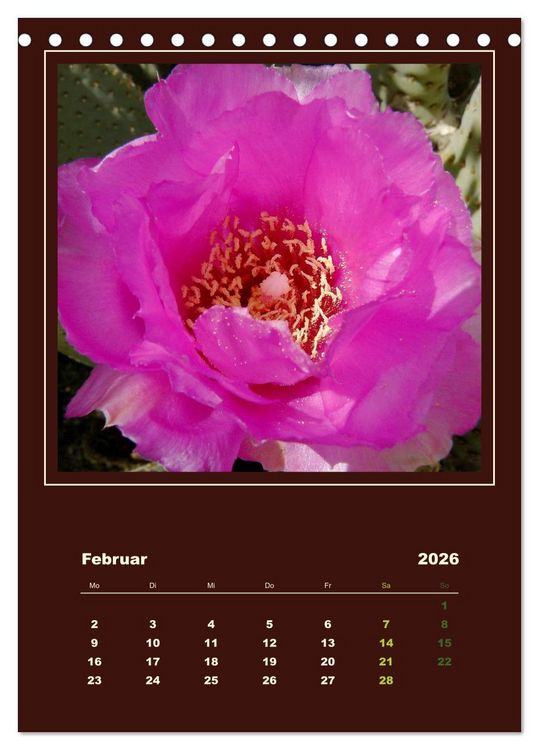 Produktbild: Wilde Kakteen Amerikas (Tischkalender 2026 DIN A5 hoch), CALVENDO Monatskalender