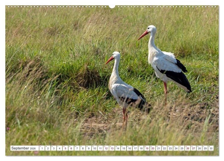 Produktbild: Sturmerprobt - V&ouml;gel an Nordfrieslands K&uuml;ste (hochwertiger Premium Wandkalender 2026 DIN A2 quer), Kunstdruck in Hochglanz