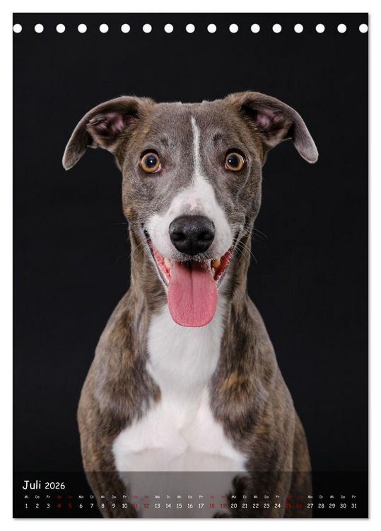 Produktbild: Whippets im Portrait (Tischkalender 2026 DIN A5 hoch), CALVENDO Monatskalender